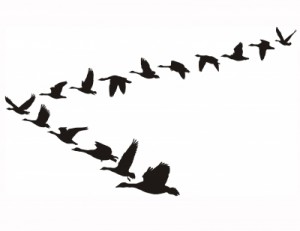 Geese Flying in V Formation
